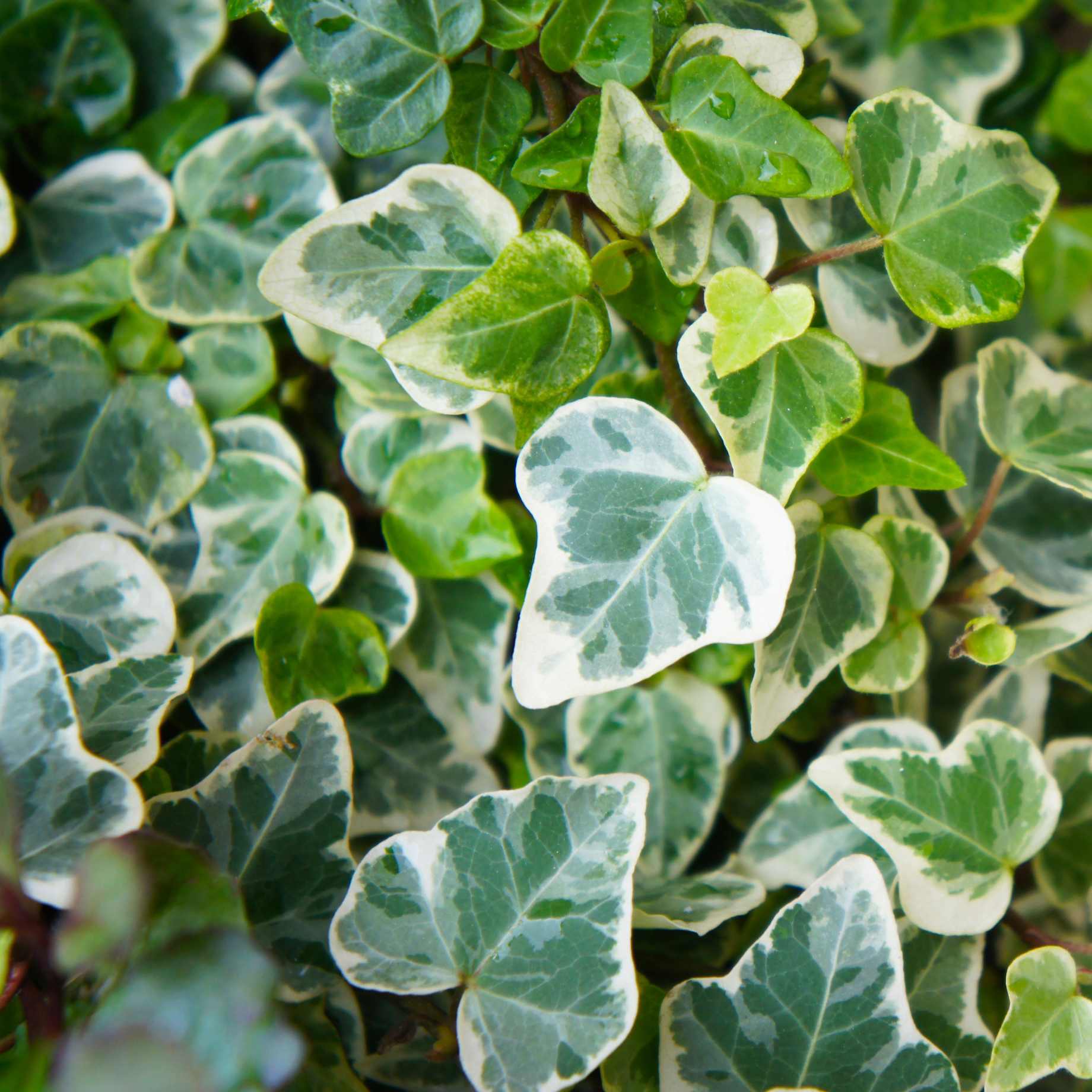 'Glacier' Ivy | Hedera helix