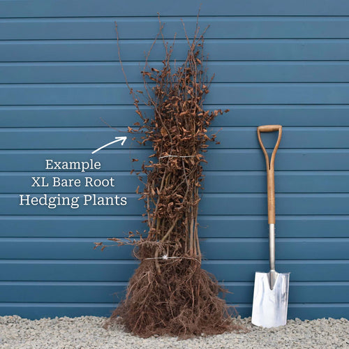 Common Hawthorn Hedging | Crataegus monogyna Shrubs