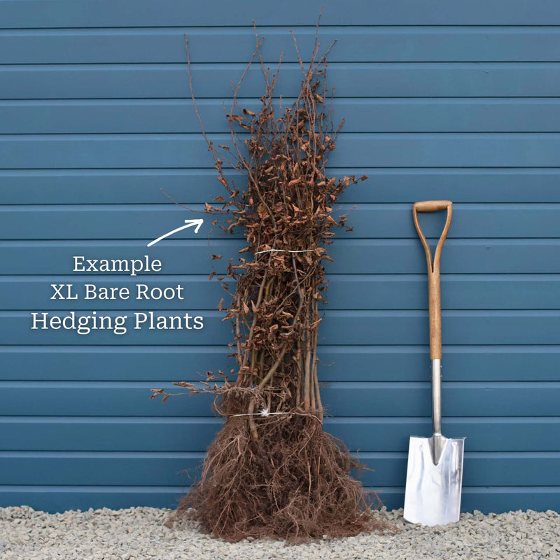 Common Hawthorn Hedging | Crataegus monogyna Shrubs