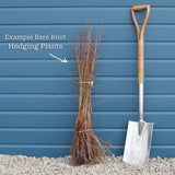 St John's Wort Hedging | Hypericum inodorum Shrubs