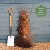 Field Maple Hedging | Acer campestre Shrubs