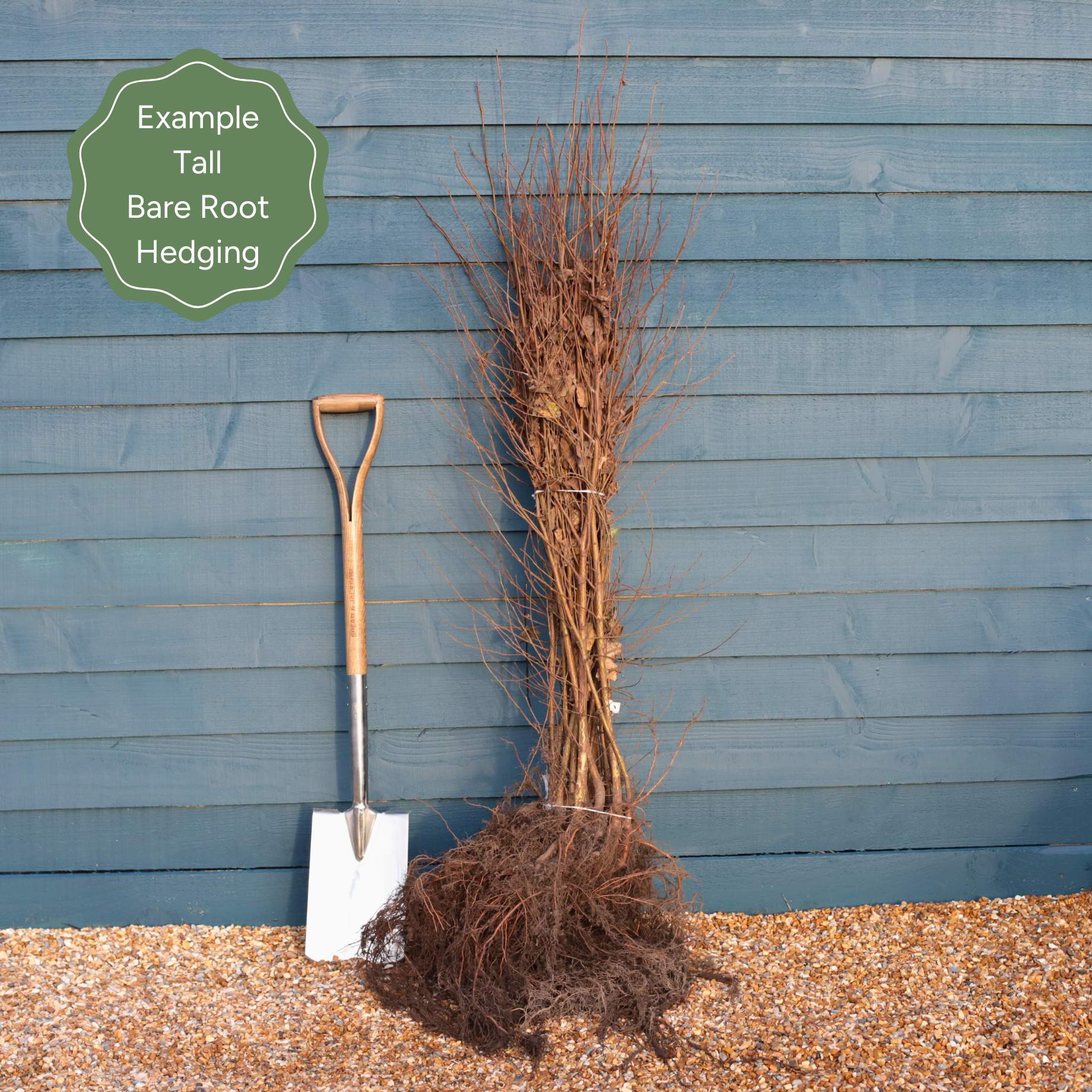 Common Privet Hedging | Ligustrum ovalifolium – Roots Plants