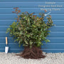 St John's Wort Hedging | Hypericum inodorum Shrubs