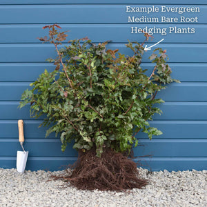 Golden Privet Hedging | Ligustrum ovalifolium 'Aureum' Shrubs
