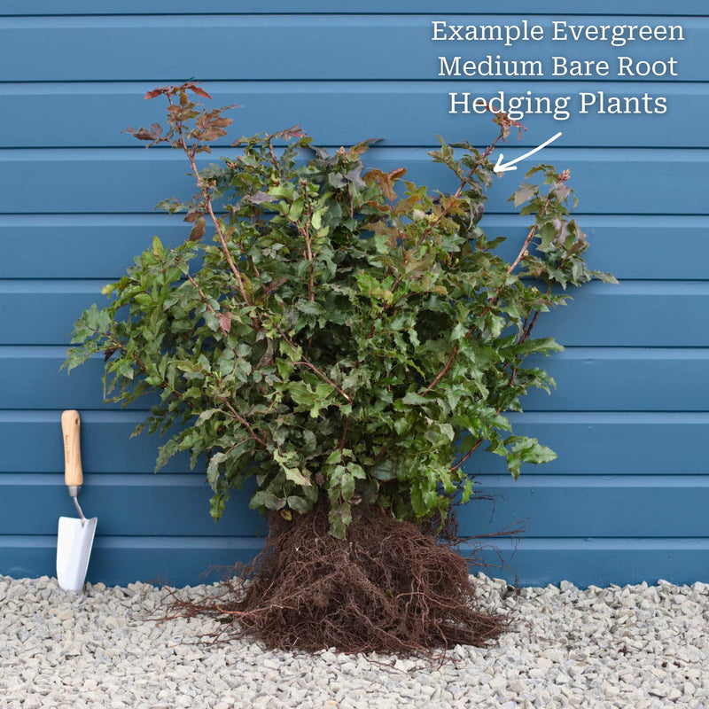 Golden Privet Hedging | Ligustrum ovalifolium 'Aureum' Shrubs