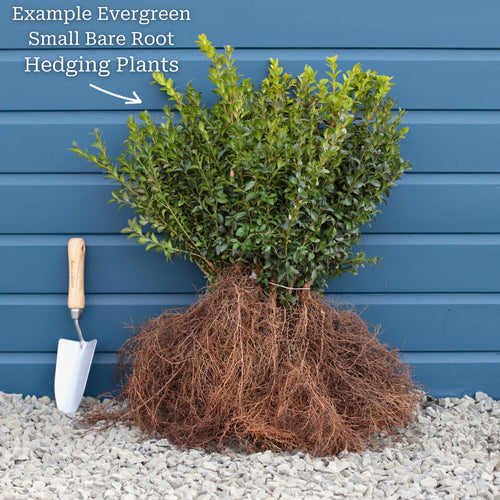 Common Box Hedging | Buxus sempervirens Shrubs