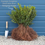 Common Box Hedging | Buxus sempervirens Shrubs