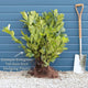 Golden Privet Hedging | Ligustrum ovalifolium 'Aureum' Shrubs