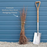 Cherry Dogwood Hedging | Cornus mas Shrubs