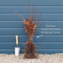 Common Hornbeam Hedging | Carpinus betulus Shrubs