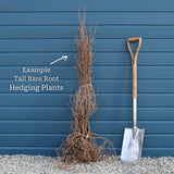 Cherry Dogwood Hedging | Cornus mas Shrubs