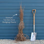 Cherry Dogwood Hedging | Cornus mas Shrubs