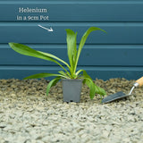 Sneezeweed | Helenium 'Moerheim Beauty' Perennial Bedding