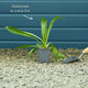 Sneezeweed | Helenium 'Moerheim Beauty' Perennial Bedding