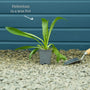 Sneezeweed | Helenium 'Moerheim Beauty' Perennial Bedding