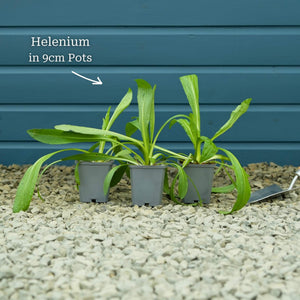 Sneezeweed | Helenium 'Moerheim Beauty' Perennial Bedding