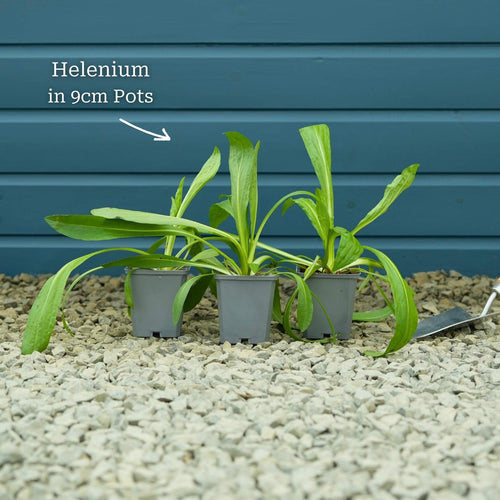 Sneezeweed | Helenium 'Moerheim Beauty' Perennial Bedding