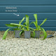 Sneezeweed | Helenium 'Moerheim Beauty' Perennial Bedding