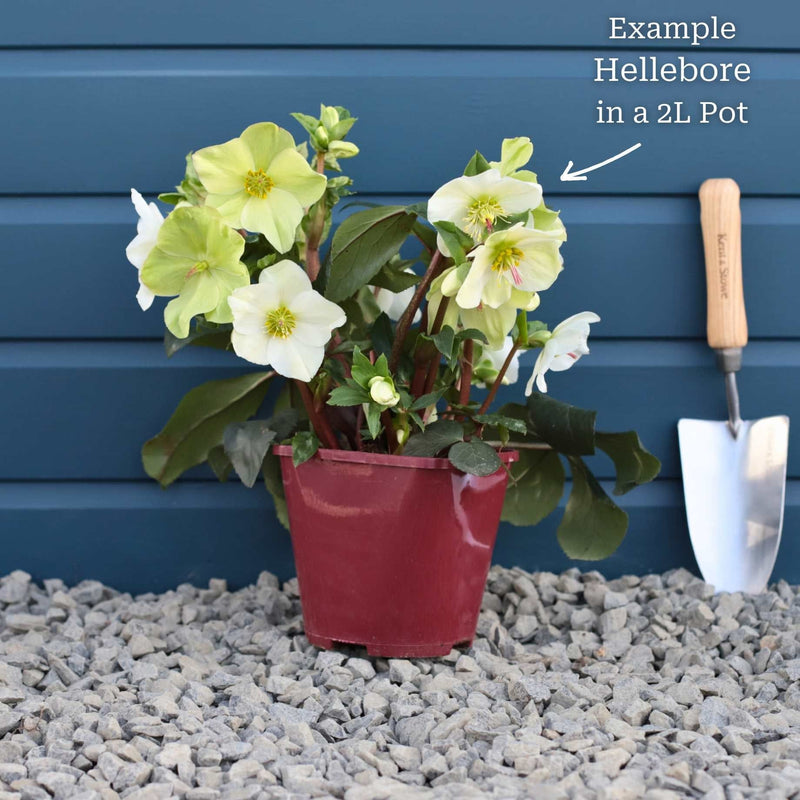 'Frosty®' Snow Rose | Hellebore Gold Collection® Perennial Bedding