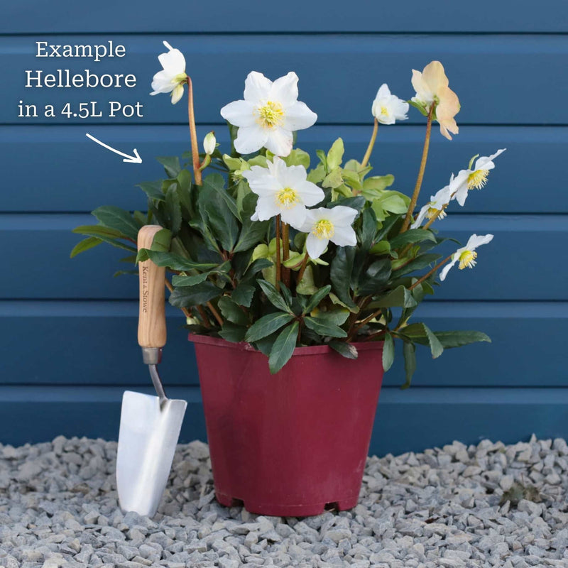 'Frosty®' Snow Rose | Hellebore Gold Collection® Perennial Bedding