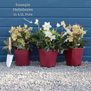 'Jesse' Christmas Rose | Hellebore Gold Collection® Perennial Bedding