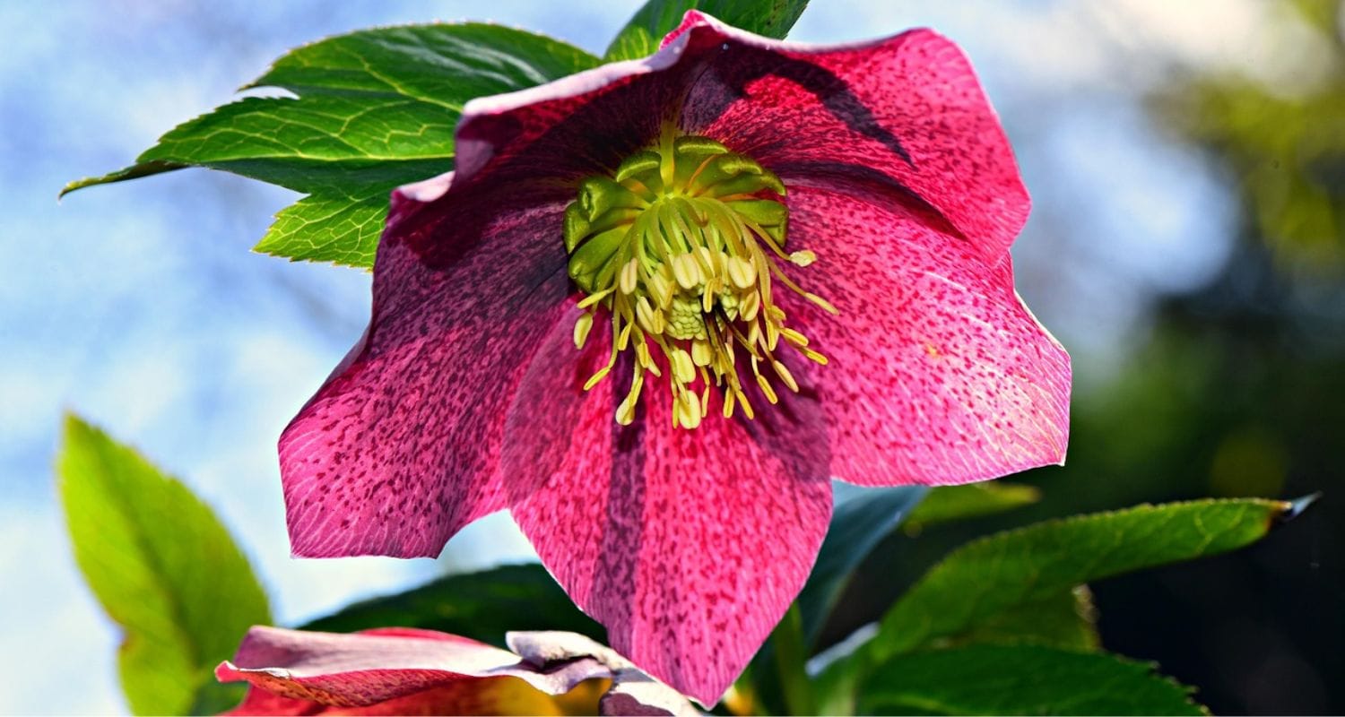 Hellebore Care Guide