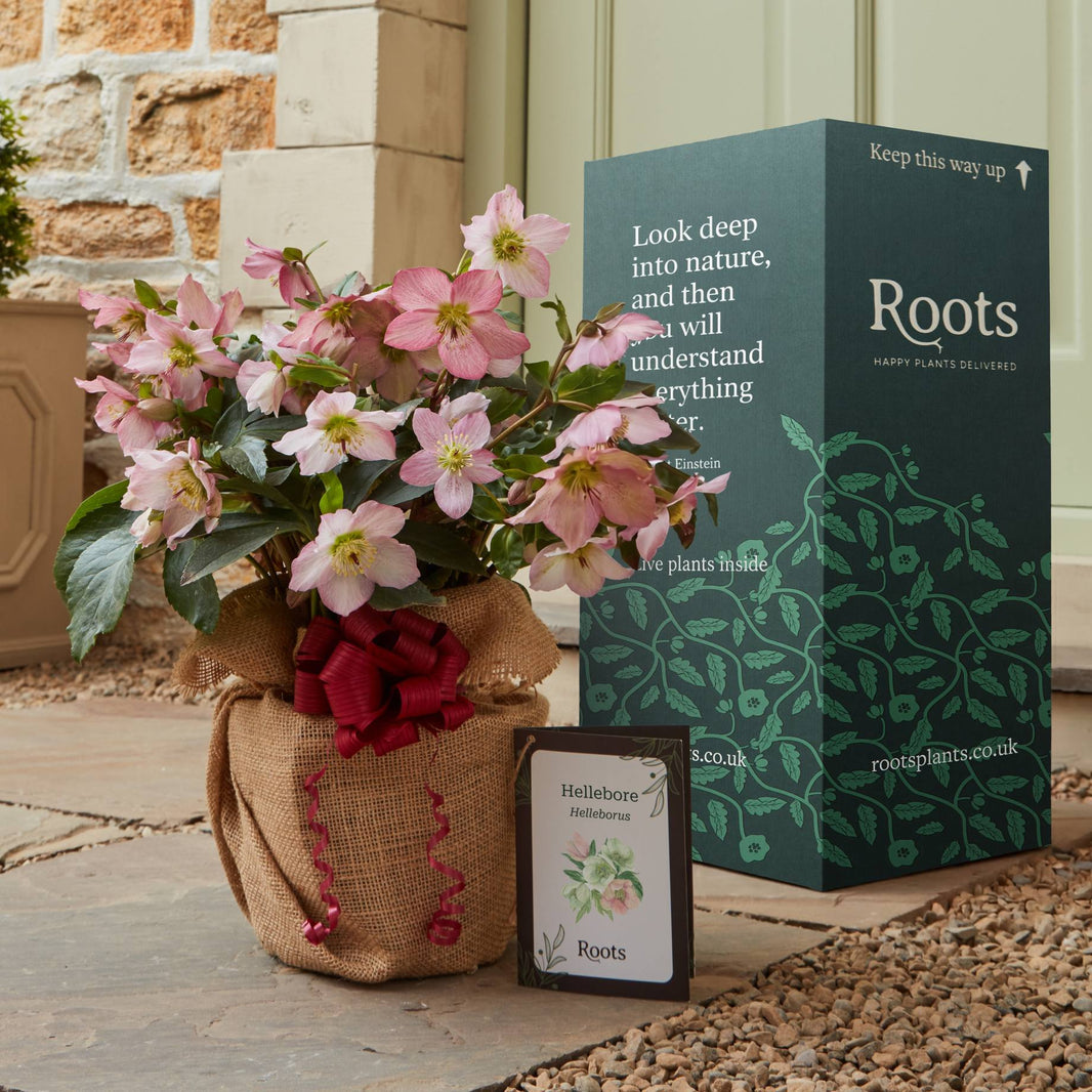Hellebore Plants: Shop the Finest UK Grown Hellebores – Roots Plants