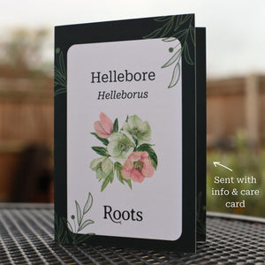 Hellebore Gift Gift Option