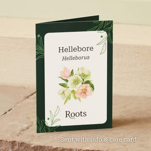 The Hellebore Gift Gift Option