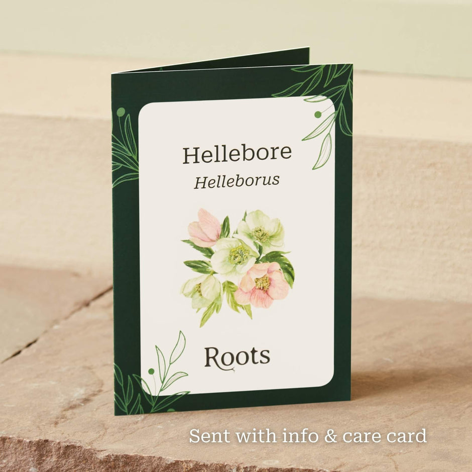 Hellebore Plants: Shop the Finest UK Grown Hellebores – Roots Plants