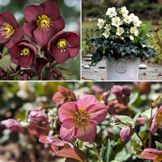 Full Season Hellebore Collection | Hellebore Gold Collection® Perennial Bedding