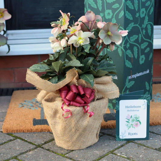 Hellebore Gift Gift Option