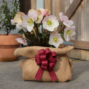 Hellebore Gift Gift Option