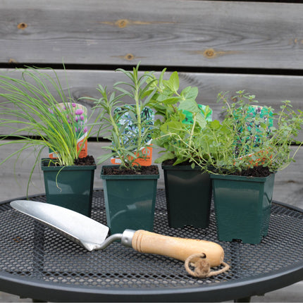 Herb Garden In A Box Vegetables