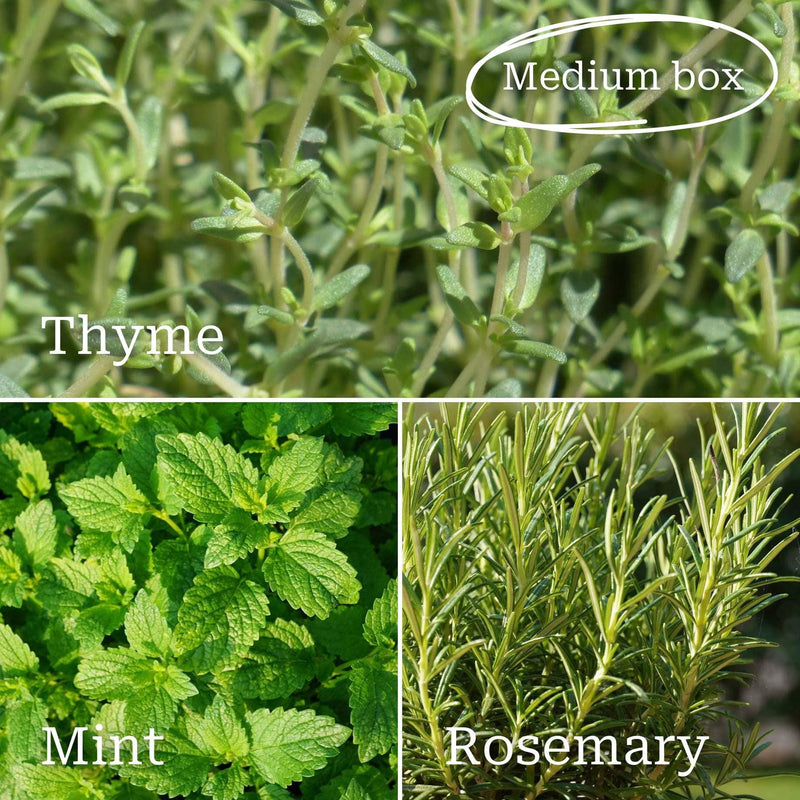 Best Herbs for Pots Vegetables