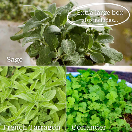 Herb Garden in a Box Vegetables