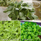 Herb Garden in a Box Vegetables