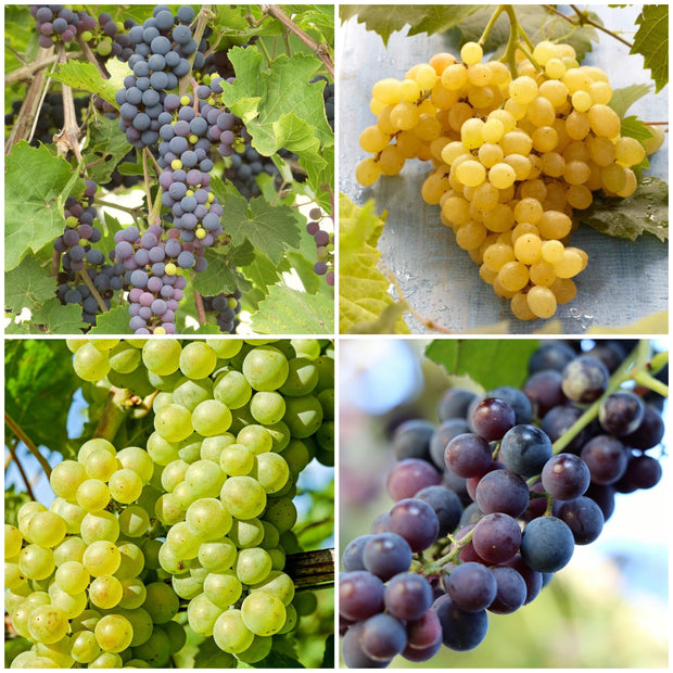 Heritage Grape Vines Collection Soft Fruit