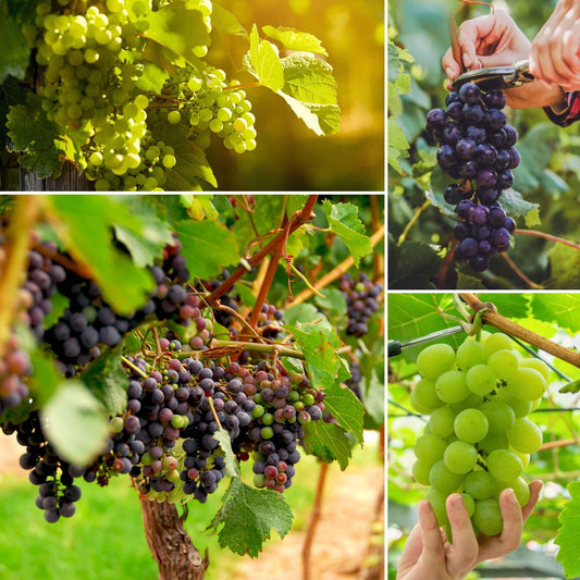 Heritage Grape Vines Collection Soft Fruit