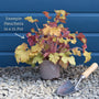 Heuchera 'Huckleberry' Perennial Bedding