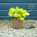 Heuchera 'Lime Marmalade' Perennial Bedding