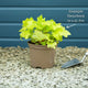 Heuchera 'Lime Marmalade' Perennial Bedding