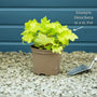Heuchera 'Lime Marmalade' Perennial Bedding