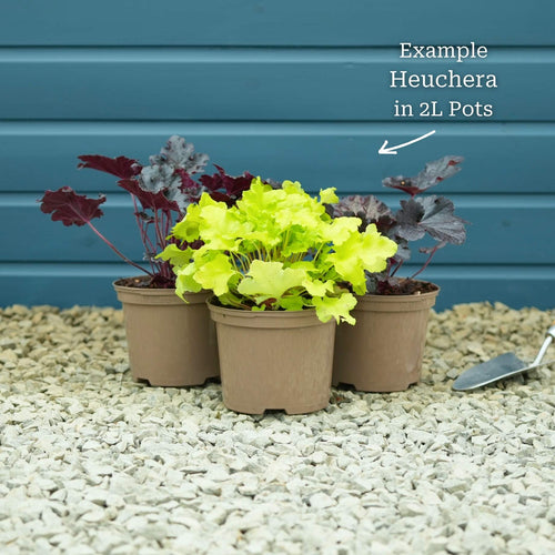 Heuchera 'Lime Marmalade' Perennial Bedding