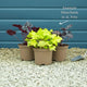 Heuchera 'Lime Marmalade' Perennial Bedding