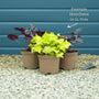 Heuchera 'Lime Marmalade' Perennial Bedding
