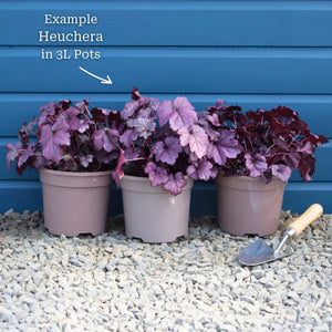 Heuchera 'Indian Summer Cranberry' Perennial Bedding