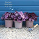 Heuchera 'Indian Summer Cranberry' Perennial Bedding