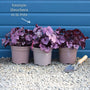 Heuchera 'Indian Summer Cranberry' Perennial Bedding