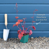 Heuchera 'Marmalade' Perennial Bedding